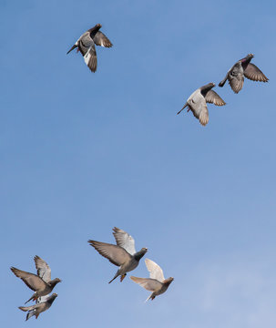 group of speed racing pigeon bird flying against clear blue sky