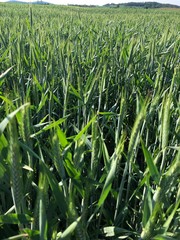 grass with water drops