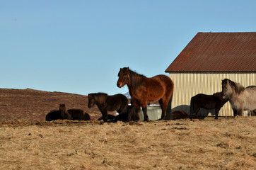 icelandic horses relaxing on the field