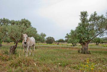 A White horse at the fields of Athens.