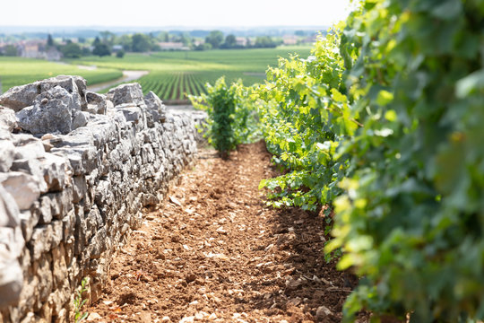 Winery fields, Burgundy, France