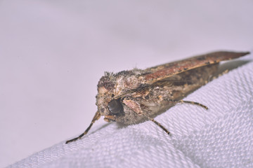 Macro photography of a clothes moth