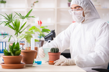 Fototapeta premium Biotechnology chemist working in lab