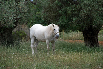 Obraz na płótnie Canvas A White horse at the fields of Athens.