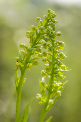 Platanthera Orchid - Flower Cluster