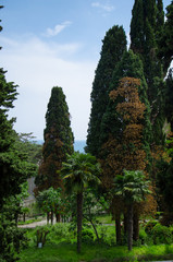 Nature green park with much cypress trees and palm trees and a sea