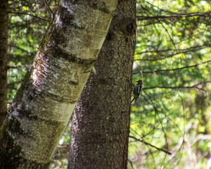 Yellow-bellied sapsucker woodpecker mid-peck on an evergreen tree in the Northwoods
