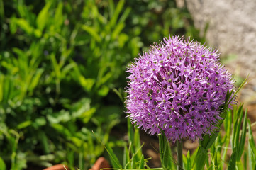 close-up of sphere shaped inflorescence of a cultivated garlic