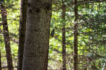 Yellow-bellied sapsucker woodpecker perched on coniferous tree
