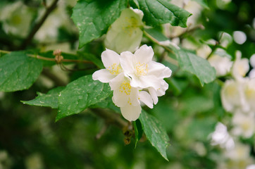 White flowers of blooming jasmine bush