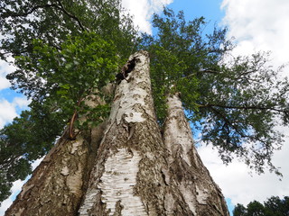 Der gebrochene Kollege