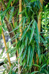 Obraz premium Bamboo leaves close-up