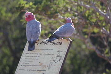 pink grey parrots sitting on water gap for drinking water at Ningaloo Reef, Western Australia, Down...