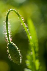 Flower poppies, red field flower