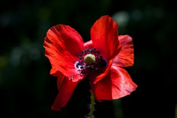 Flower poppies, red field flower