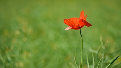 Flower poppies, red field flower