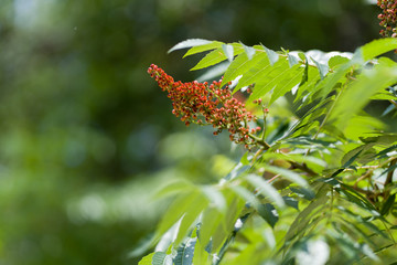 Flowers on a tree in a city park on a sunny June day