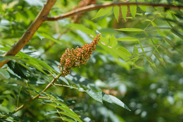 Flowers on a tree in a city park on a sunny June day