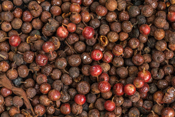 Fruit from cluster fig tree (Ficus racemosa) lying on ground - Florida, USA