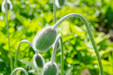 Selective focus of papaver rhoeas or common poppy, Flower buds is going to bloom in spring season, Poppy flower the green garden.
