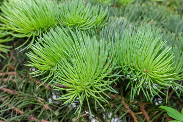 Fir tree branch. Green pine branch close-up on green natural background. Pine tree. Abstract green pattern of pine needle. Natural beauty landscape, macro photo