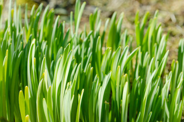 Fototapeta na wymiar fresh green grass in the sun