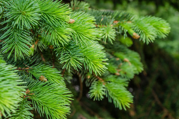 Fir tree branch. Green pine branch close-up on green natural background. Pine tree. Abstract green pattern of pine needle. Natural beauty landscape, macro photo