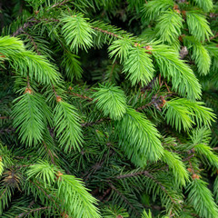 Fir tree branch. Green pine branch close-up on green natural background. Pine tree. Abstract green pattern of pine needle. Natural beauty landscape, macro photo