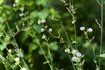 Wildflowers in the city park on a summer day