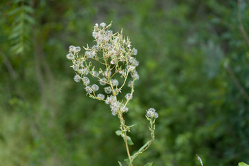 Wildflowers in the city park on a summer day