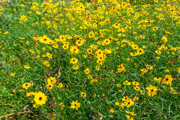 Leavenworth's tickseed (Coreopsis leavenworthii) yellow flowers - Davie, Florida, USA