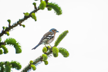 Bird with blue beak sitting on the tree in Ordu, Turkey