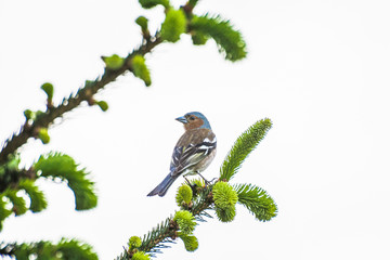 Bird with blue beak sitting on the tree in Ordu, Turkey