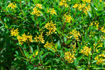 Shower of gold a.k.a. thryallis (galphimia gracilis) yellow flowers - Topeekeegee Yugnee (TY) Park, Hollywood, Florida, USA