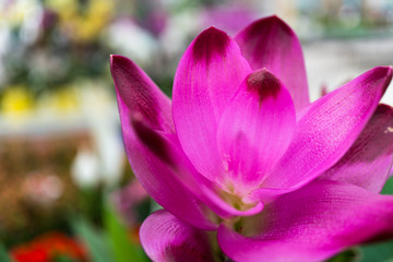 Obraz na płótnie Canvas pinke großblättrige Blume Nahaufnahme