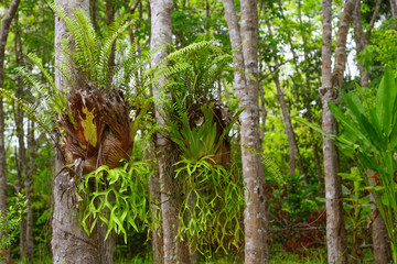 Beautiful ever green trees in tropical forest