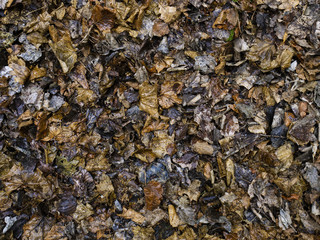 Autumn leaf fall and foliage after rain in a city park. Wet textured leaves. Romantic background. Gray brown background.