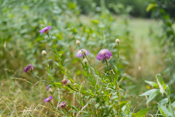 Meadow flowers in a city park on a sunny June day