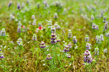 Meadow flowers in a city park on a sunny June day