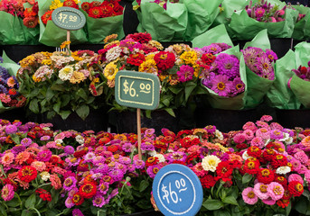 Plants and flowers at a market with prices