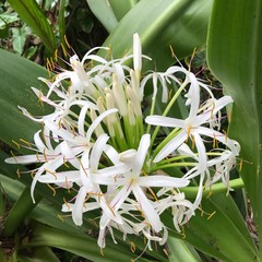 Obraz premium tropical blooms