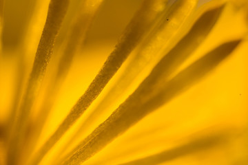 macro petals of a dandelion flower