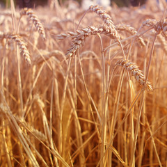 Obraz premium golden ripe wheat ears on a field close-up, horizontal