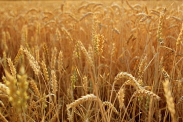 golden ripe wheat ears on a field close-up, horizontal