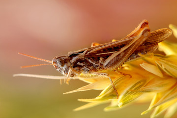 beautiful brown grasshopper, insect Oedipoda, sits on a large spike on a wheat field