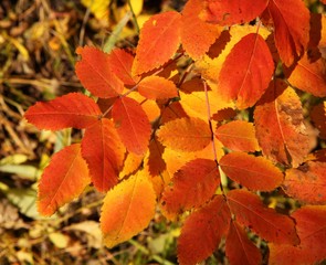 Orange & yellow autumn leaves in Beartooth Mountains, Montana