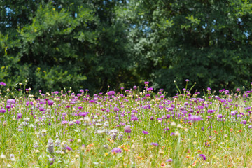 Blooming meadow in a city park on a sunny june day