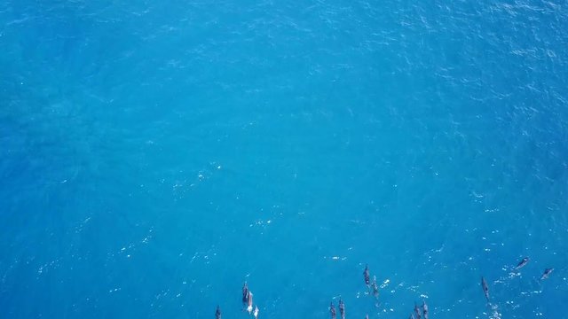 Pod of Dolphins swims into frame