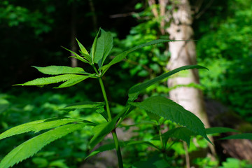 Spring vegetation