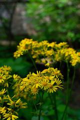 Spring vegetation